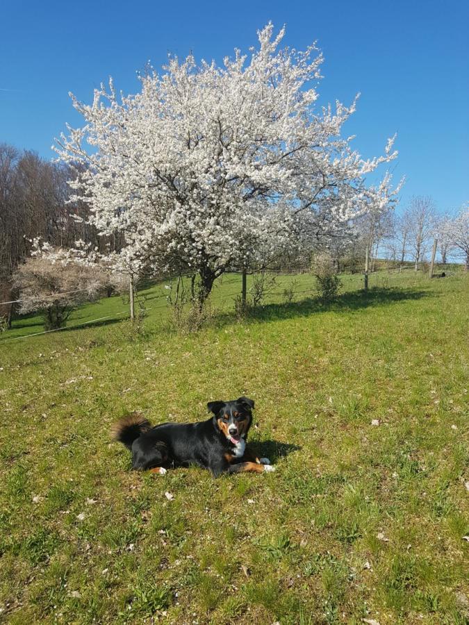 Weschnitzstubb Daire Rimbach  Dış mekan fotoğraf